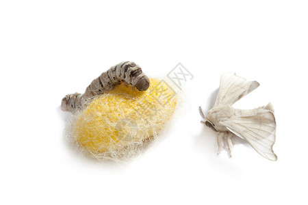 蝴蝶丝虫 三阶段的丝虫幼虫养蚕业白色加工编织纤维织物牙线宏观蝴蝶背景图片