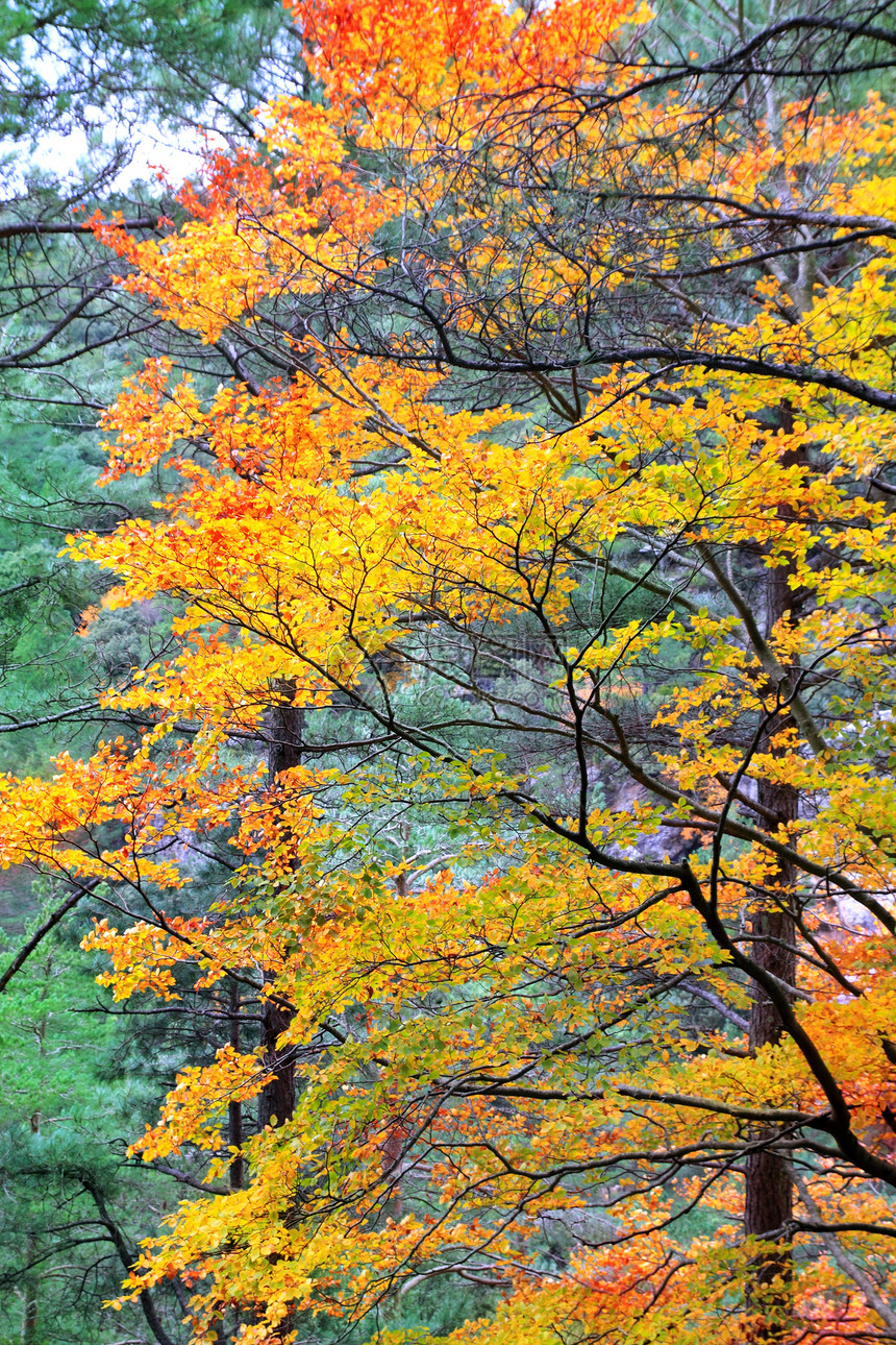 秋天秋天五颜六色的金黄色叶子山毛榉森林植物树叶丛林公园树干环境橙子季节植被树木图片