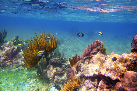 中士 大鱼在墨西哥的加勒比珊瑚礁背景图片