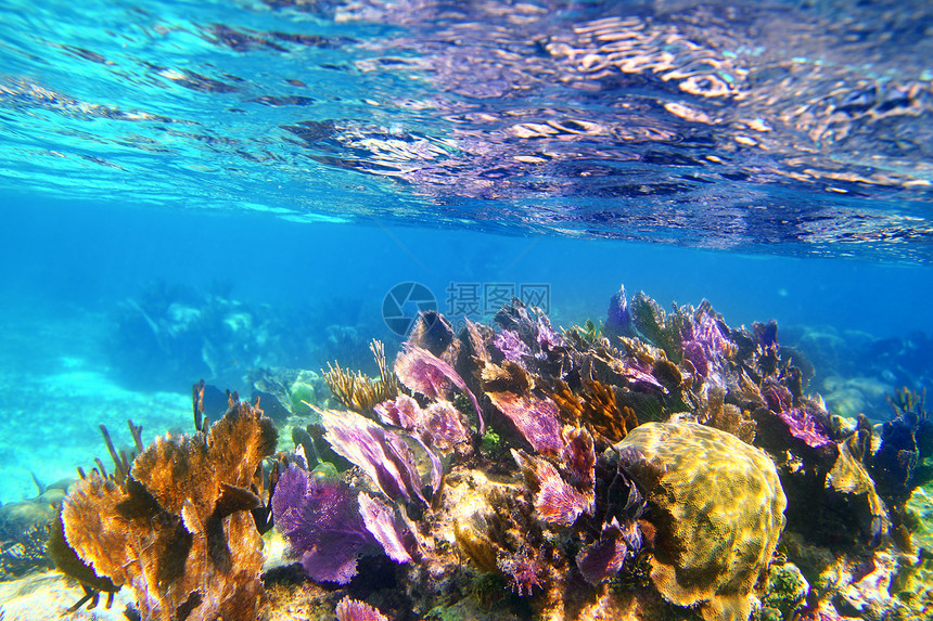 Caribbena珊瑚礁 玛雅里维埃拉多彩条纹呼吸管潜水热带动物生活蓝色异国情调假期图片