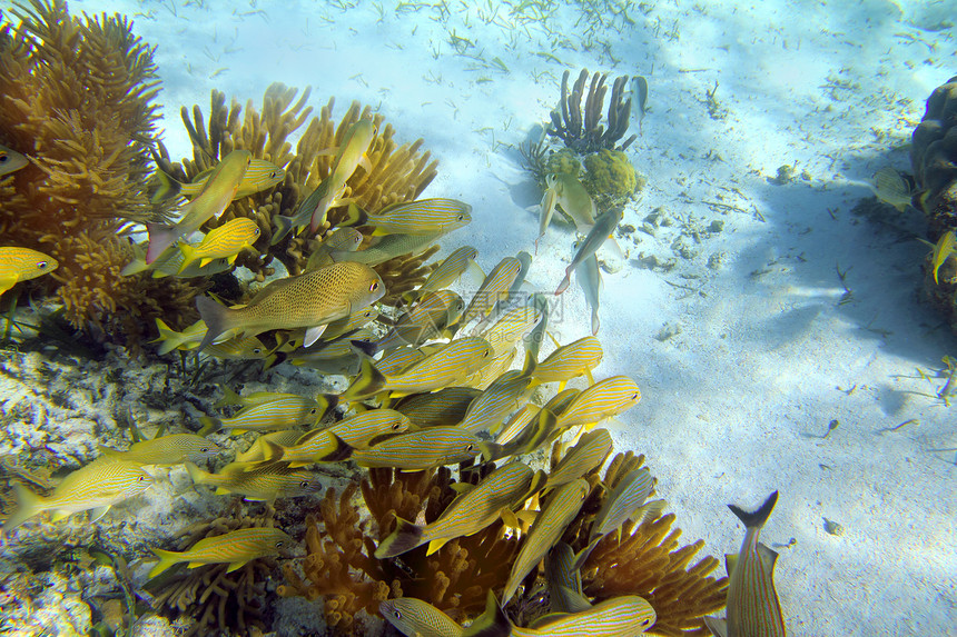 学校 加勒比珊瑚礁野生动物假期咕噜声浮潜情调动物珊瑚异国潜水勘探图片