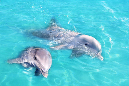 小海豚海豚夫妇在蓝绿绿绿水中游泳背景