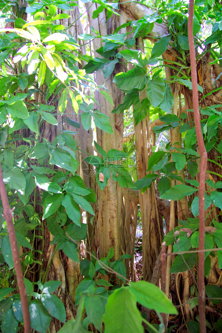 美国中部的雨林丛林地区绿色植物藤本生态环境植物群生长荒野热带生活公园图片