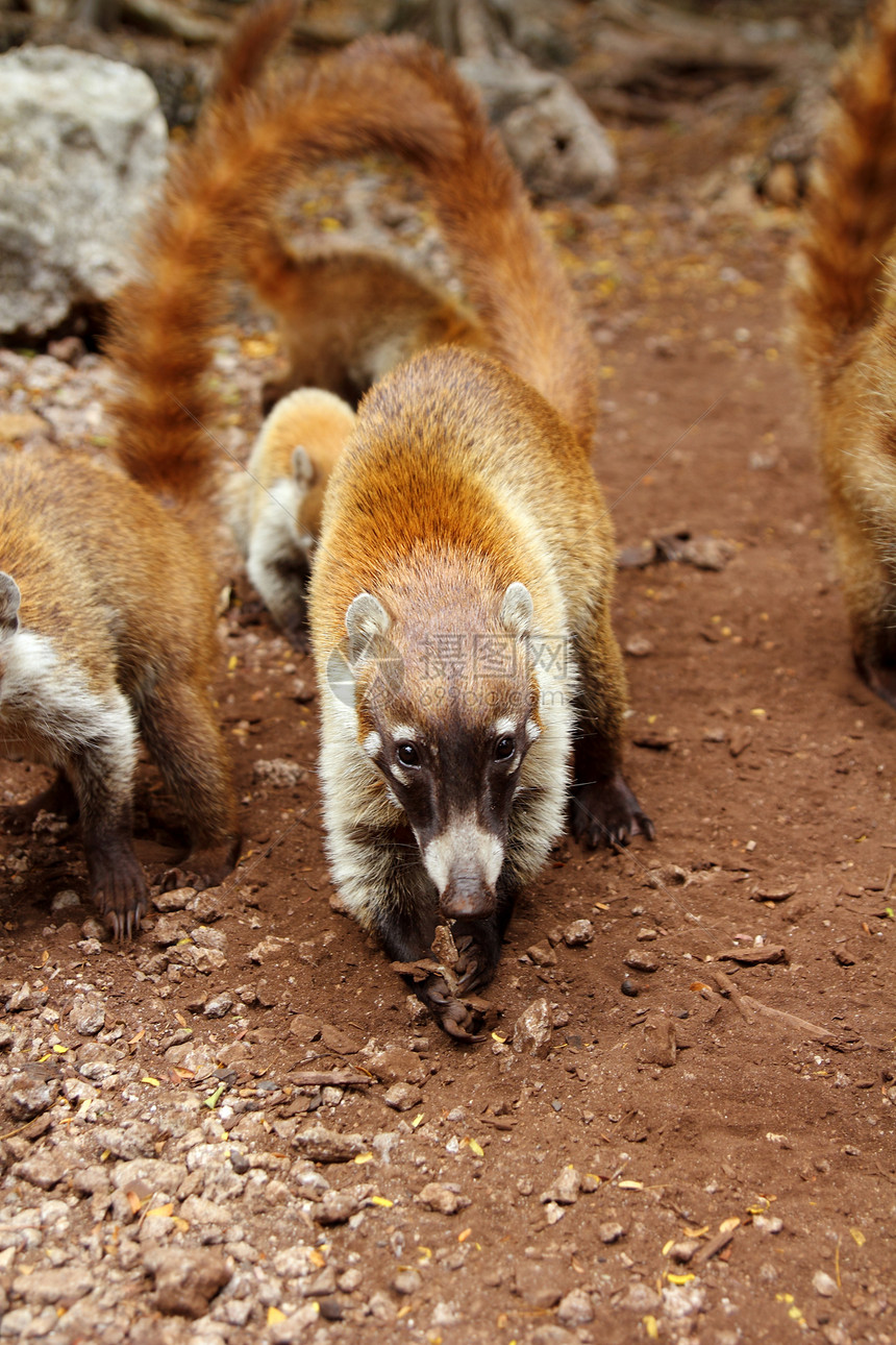 动物毛皮哺乳动物丛林荒野爪子食肉尾巴公园戒指野生动物图片