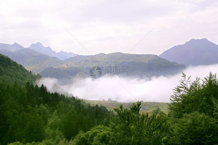 森林雾风景的自然性质丛林山毛榉绿色植物树干季节树木环境植物荒野森林图片