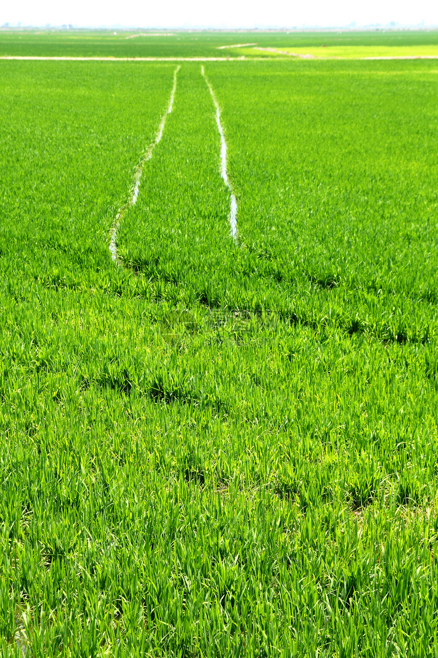 西班牙巴伦西亚农业稻田透视种植园植物谷物草地农场农村季节地平线环境食物图片