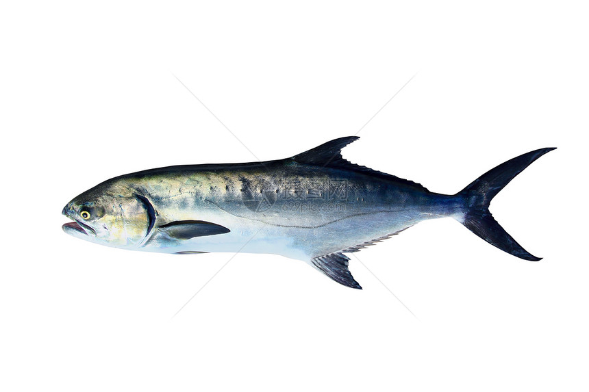 白上孤立的鱼钓鱼荔枝海洋游戏乐趣眼睛海鲜动物盐水食物图片