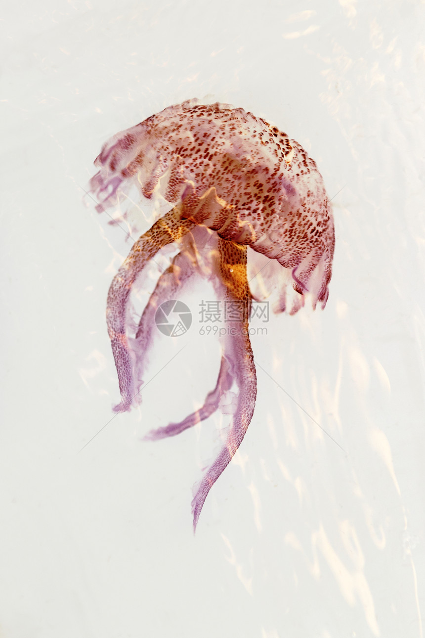 发光的红粉红色水母 风力大树野生动物潜水触手生活荒野水族馆生物危险热带玫瑰图片
