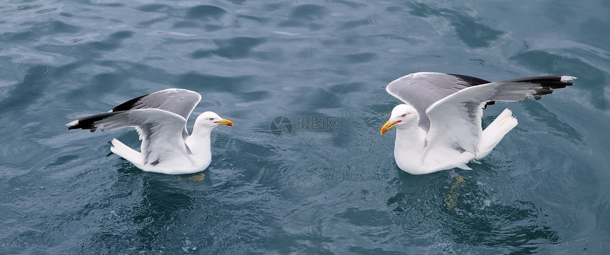 蓝海洋上活跃的海沟海鸥海浪天空飞行自由翅膀团体空气动物环境荒野图片