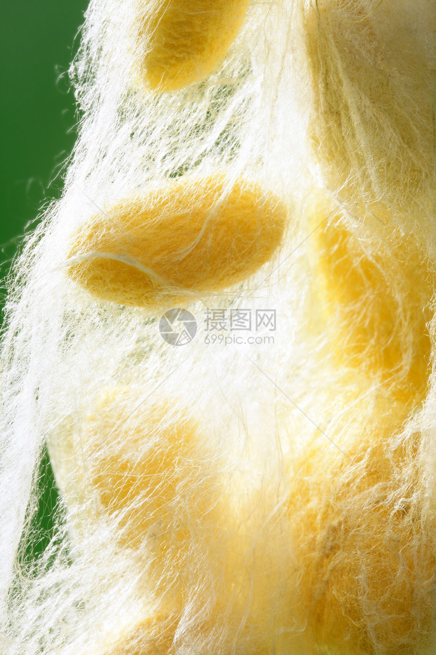 绿色的黄色丝丝绸胶囊养蚕业纤维加工宏观墙纸编织牙线白色图片