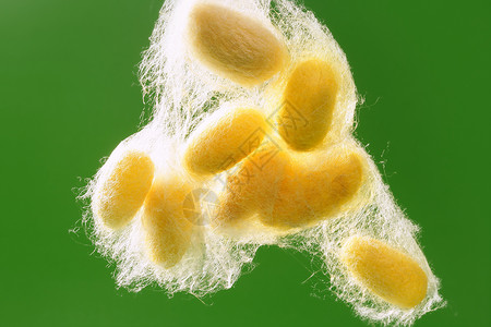 绿色的黄色丝加工纤维胶囊养蚕业白色幼虫纺织品织物编织墙纸背景图片