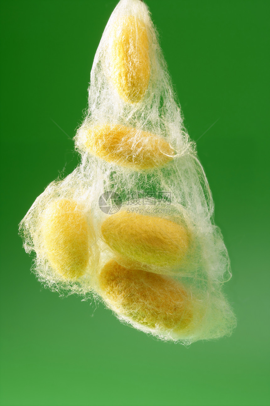 绿色的黄色丝昆虫牙线旋转材料纺织品白色织物宏观幼虫丝绸图片