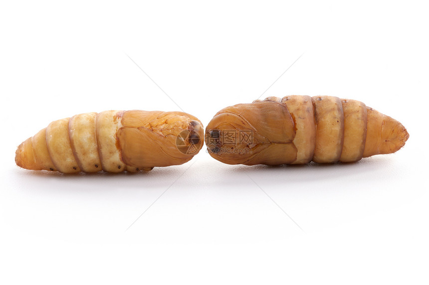 白底的青沙里丝虫加工织物养蚕业牙线黄色编织墙纸白色幼虫昆虫图片