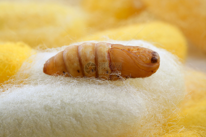 丝虫鳕上的虫编织白色织物墙纸牙线昆虫宏观纤维加工丝绸图片