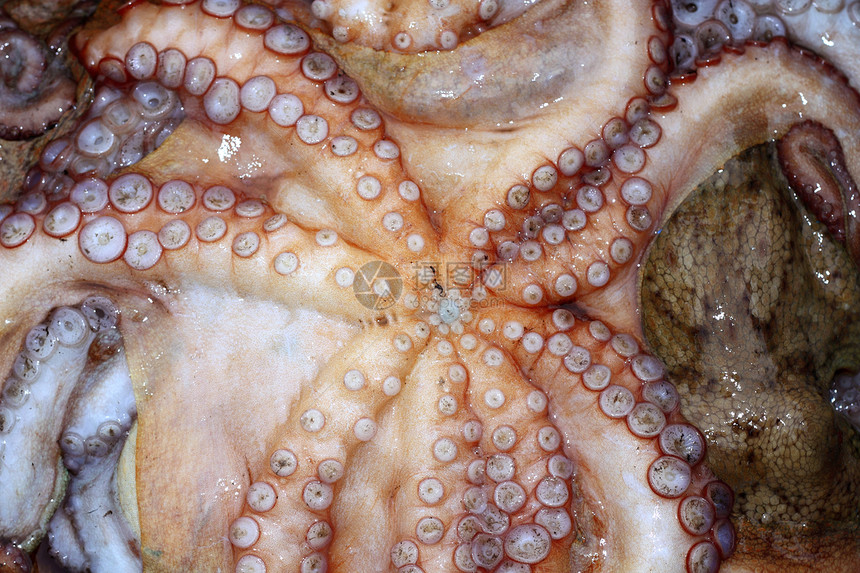 章鱼天顶管纹理生物市场钓鱼笨蛋海洋食物乌贼销售头足类营养图片