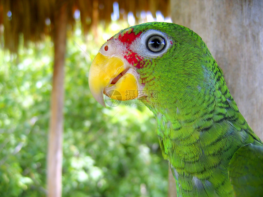 来自中美洲的绿鹦鹉丛林异国野生动物翅膀账单脖子橙子身体动物森林图片