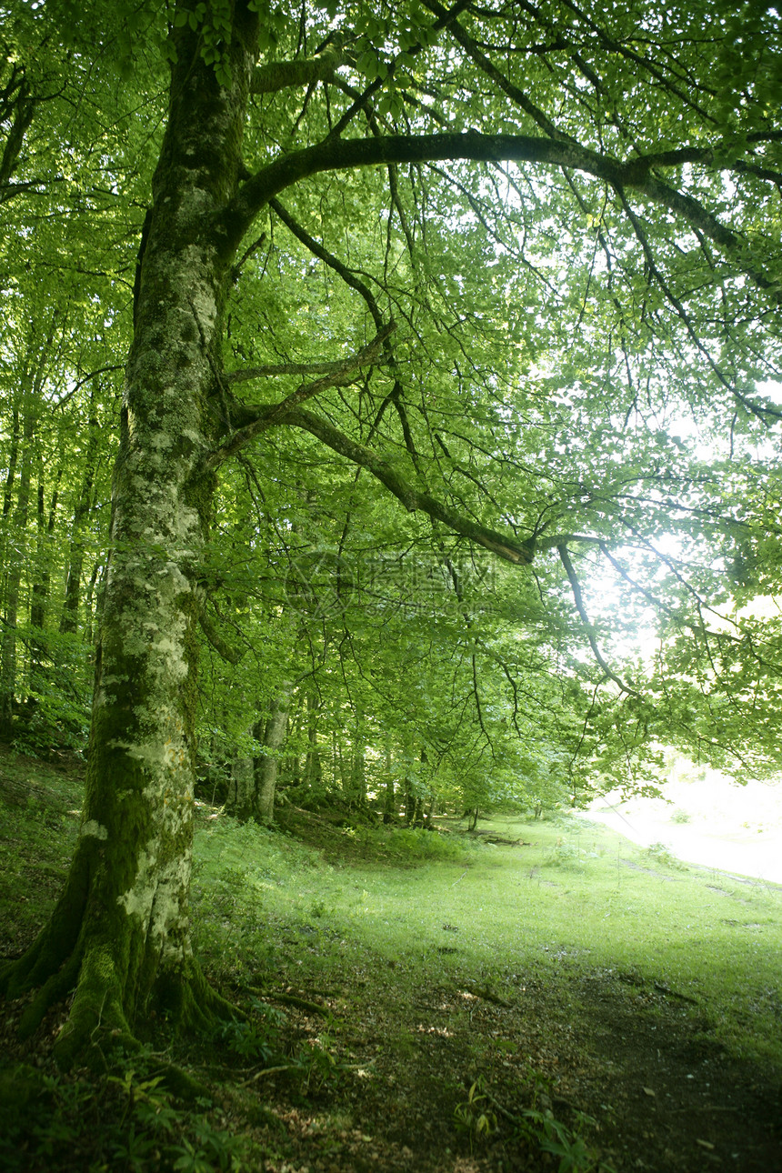 Beech 绿色魔法林林林森林阳光叶子环境植被季节太阳射线树叶树干图片