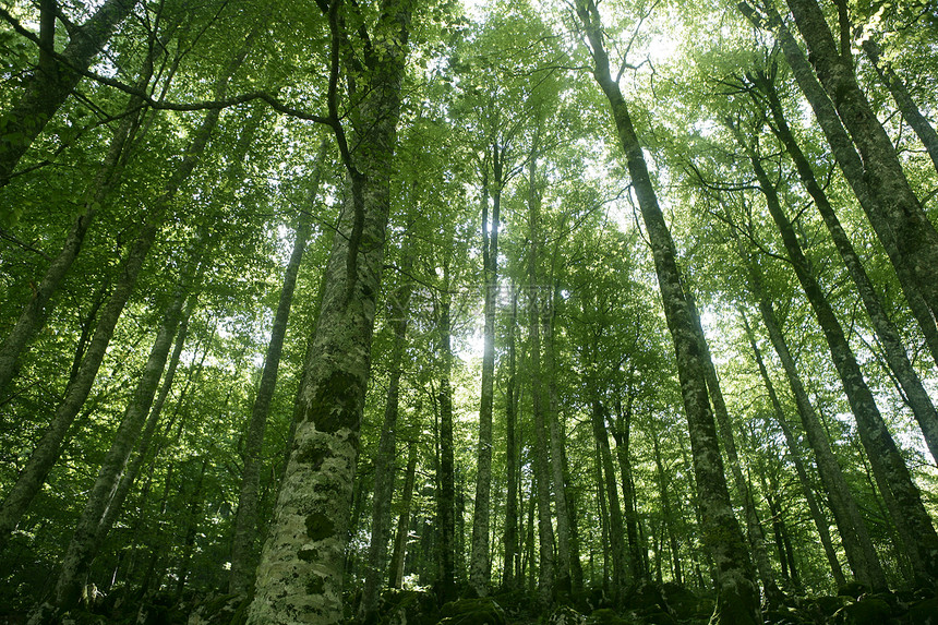 Beech 绿色魔法林林林公园植物环境季节阳光植被森林树干射线树叶图片