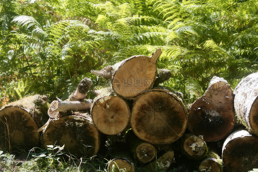 以砍木柴堆木木为模式柴堆圆圈国家环境森林库存林业树干戒指松树图片