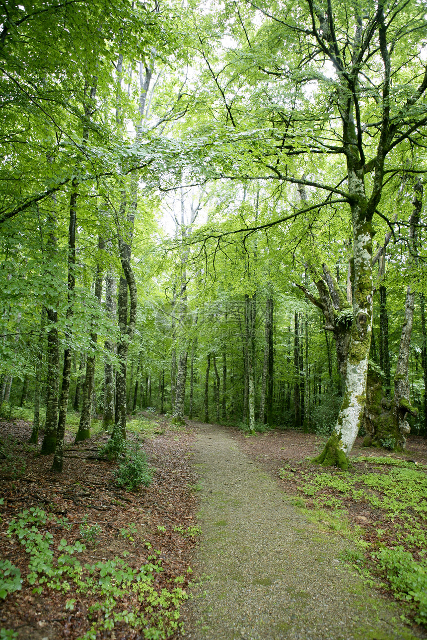 Beech 绿色魔法林林林太阳叶子日落公园反射植物植被季节树叶树木图片