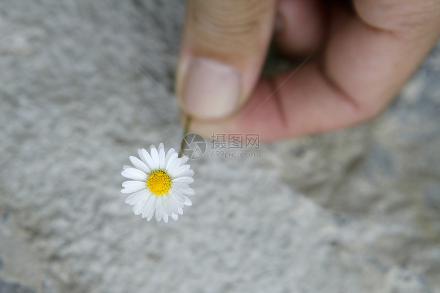 Daisy 花朵在人手中的宏细节图片