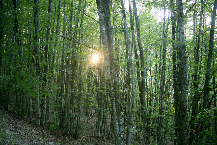 Beech 绿色魔法林林林反射叶子丛林日落山毛榉季节树叶射线植被森林图片