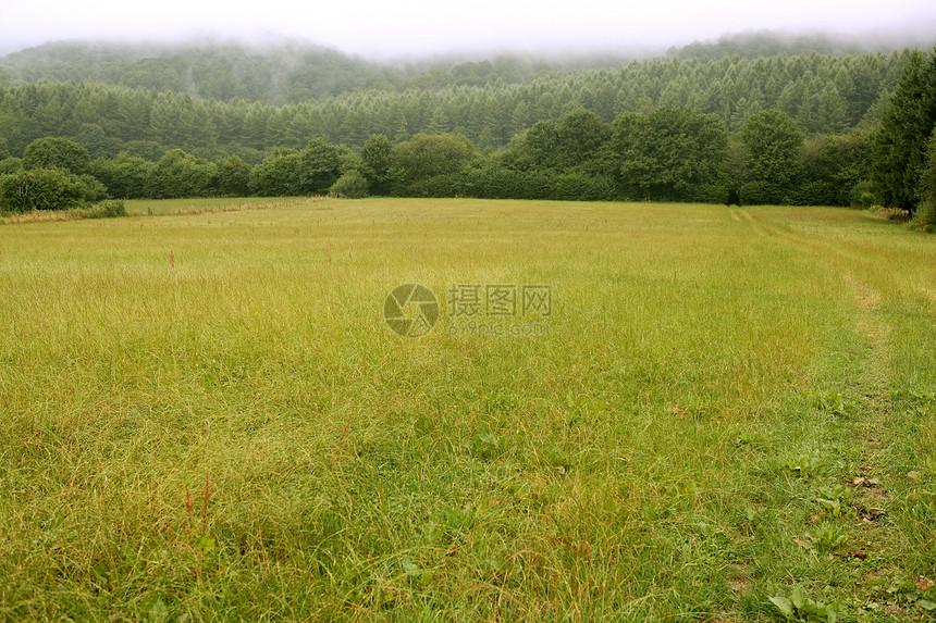 森林草原的绿林中多云的一天草地花朵环境国家季节天空蓝色山脉场地风景图片