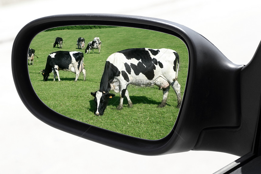 汽车驾驶镜面镜视草地牛图片