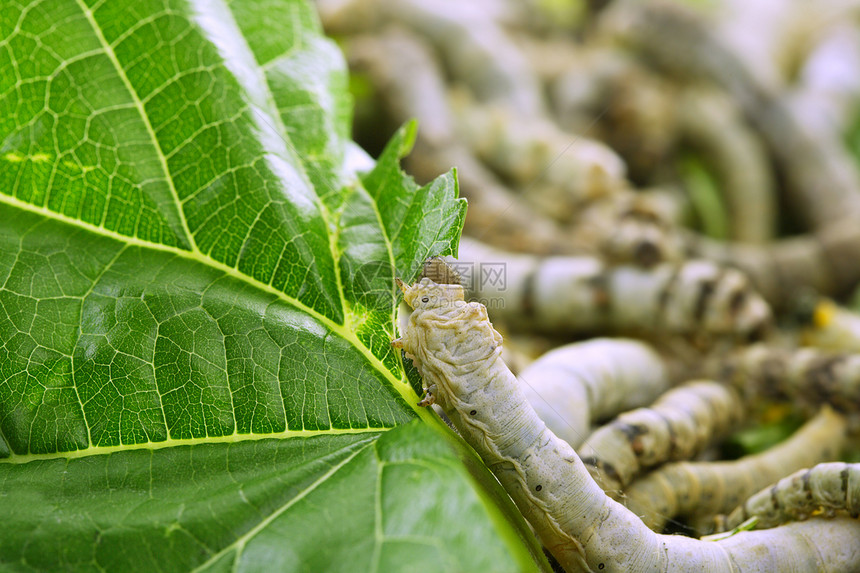 食用黄莓叶的丝虫织物蠕虫纺织品幼虫衬套纤维植物养蚕业叶子材料图片