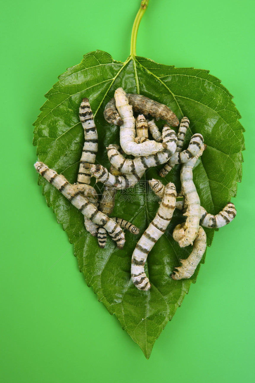 食用黄莓叶的丝虫纤维衬套昆虫蠕虫白色幼虫养蚕业绿色蚕业宏观图片