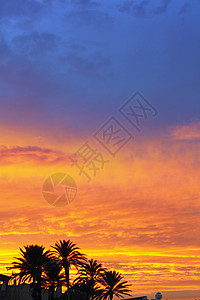 橙红色的云蓝棕榈树和橙红色黄红日落棕榈树海岸线天际橙子阳光地平线轮值太阳天空海滩天气背景