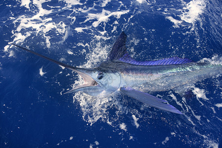 美丽的白马林 真正的长鱼钓鱼乐趣游戏海洋蓝色锦标赛标签闲暇嘴鸟运动旗鱼背景图片