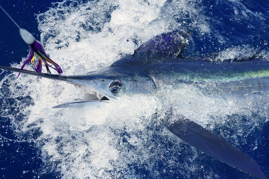 美丽的白马林 真正的长鱼钓鱼嘴鸟海洋生物热带标签蓝色账单海洋旗鱼乐趣锦标赛图片