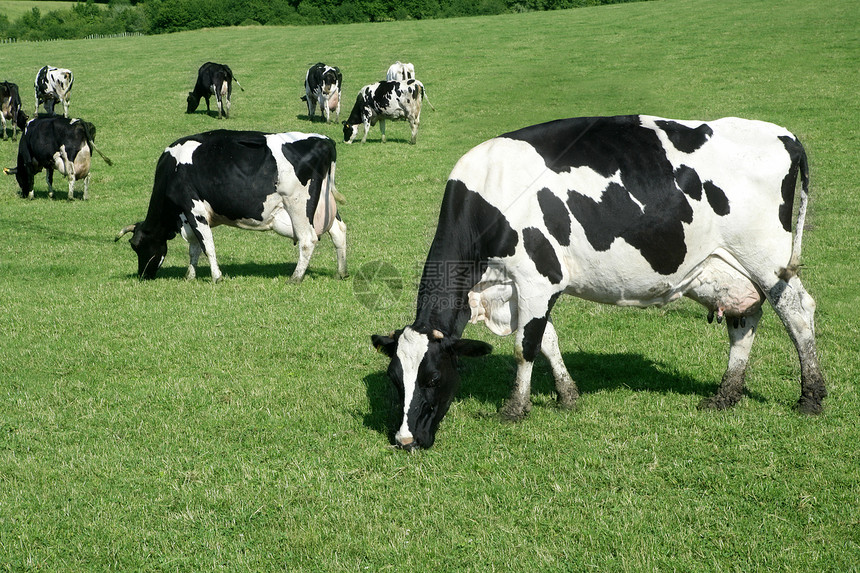 食用绿草地的黑白黑牛图片