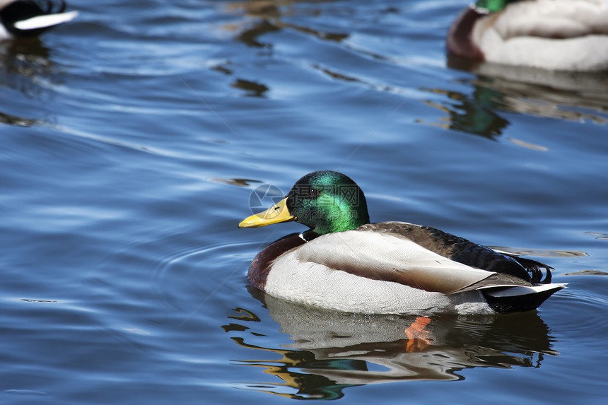 马里马拉德游泳绿色荒野公园池塘棕色羽毛水禽野生动物季节性反射图片