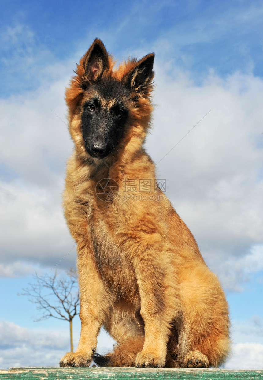 小狗比利时牧羊人宠物毛皮棕色天空蓝色犬类动物牧羊犬图片