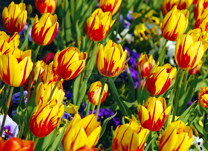 红色和黄色郁金香花园植物群条纹植物花朵花瓣图片