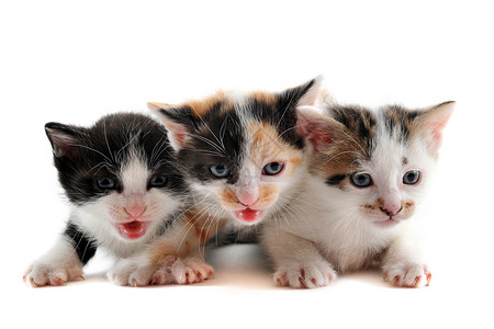 喵咪躺着三只小猫三色猫科动物女性眼睛宠物警觉工作室动物黑色背景