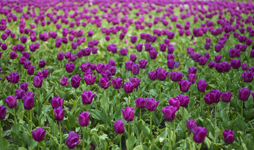 Tullip 字段紫色郁金香花园植物群园艺场地绿色生长季节叶子图片