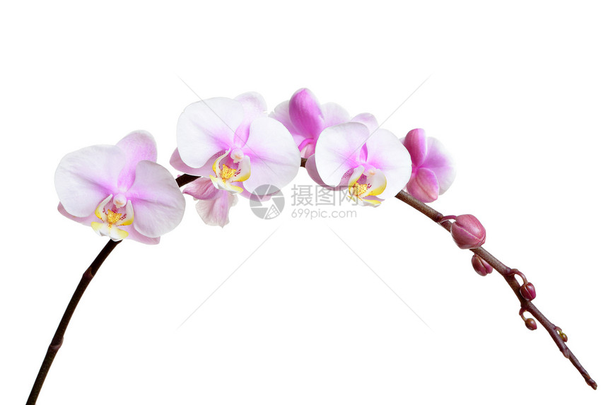 白花兰花展示热带温泉花瓣卡片花束白色礼物粉色植物图片