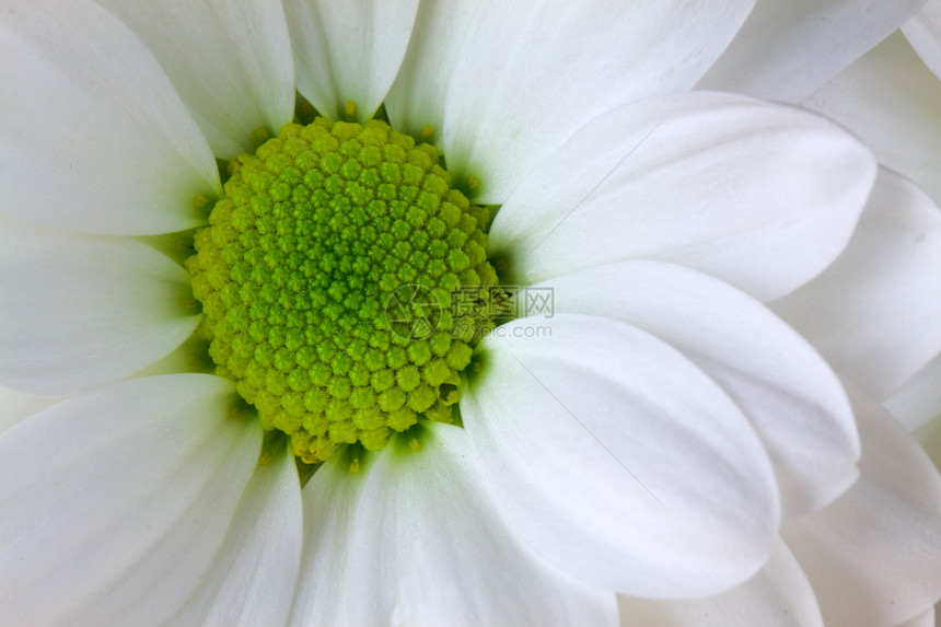 白菊花花瓣工作室植物摄影季节草本植物雏菊花园宏观黄色图片