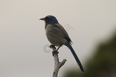 卡纳维拉尔角佛罗里达Scrub Jay背景