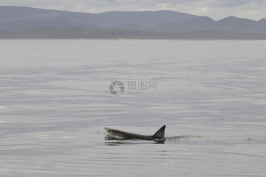 大型白鲨游泳大白鲨海洋鲨鱼捕食者牙齿图片