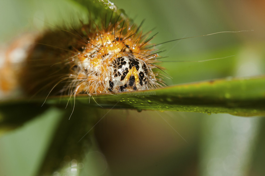 猫毛虫雨滴野生动物动物群荒野蛴螬蝴蝶害虫花园生物漏洞图片