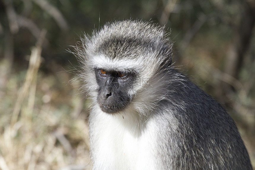 动脉猴子肖像动物头发哺乳动物野生动物太阳图片