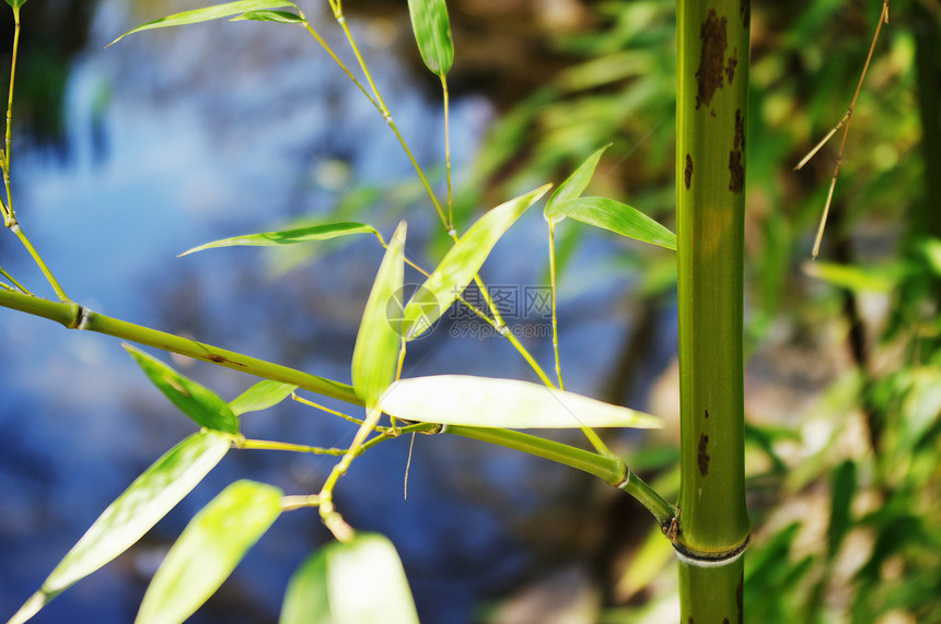 竹子水平文化热带雨林风水森林叶子绿色前景图片