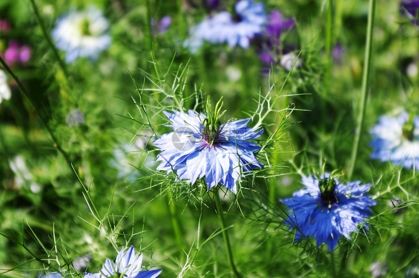 奈杰拉达马塞纳迷雾花园蓝色黑种草脆弱性爱情香味柔软度植物花头图片