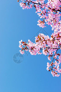 开花樱桃树粉红樱花花生长粉色蓝色季节花头天空新生活阳光分支花瓣背景