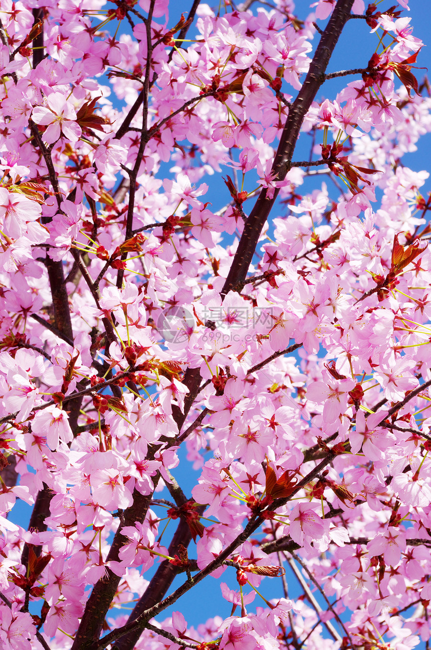 粉红樱桃全盛花天空花头蓝色阳光粉色季节新生活分支生长图片