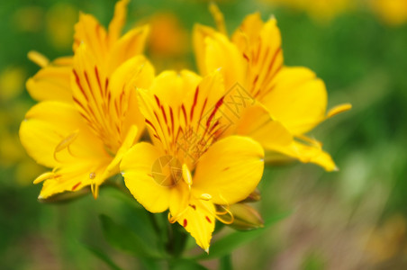 黄花水平绿色花坛黄色植物宏观花头前景色彩背景图片
